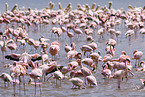 colonyof lesser flamingos